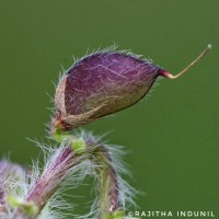 Crotalaria hebecarpa (DC.) Rudd